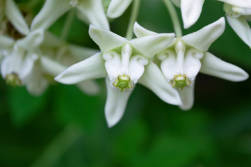 Calotropis, Beautiful white flower bouquet in the garden.