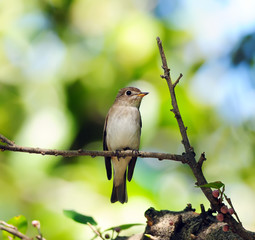 Asian Brown Flycatcher