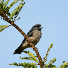 Bird (Ashy Woodswallow) in nature, in Thailand