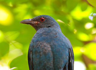 Blue bird, a female Asian Fairy Bluebird (Irena puella), side profile