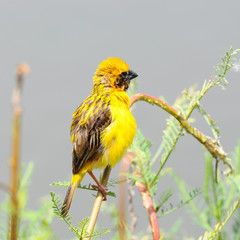 Asian Golden Weaver, in Thailand