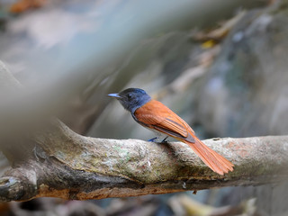Bird (Asian Paradise-Flycatcher), Thailand