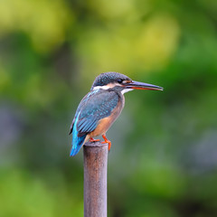 Bird Common Kingfisher on isolated white background