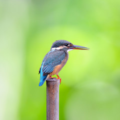Bird Common Kingfisher on isolated white background
