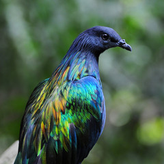 Bird Nicobar Pigeon, closeup