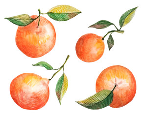 Hand drawn with watercolor and colour pencils orange tangerine fruits set. Mandarin with leaves isolated on white background. Hand drawn fresh tropical citrus fruit.
