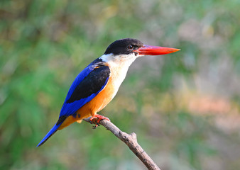 Bird Black-capped Kingfisher (Halcyon pileata) on a branch