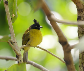 Black-crested Bulbul bird in nature catch on the branch