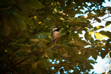 Black capped chickadee perched in a tree in the summer