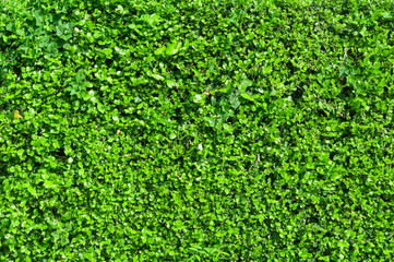 Green grass wall texture for backdrop design and eco wall.