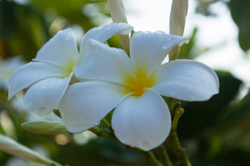 Plumeria, Frangipani, Beautiful white flower bouquet in the garden.