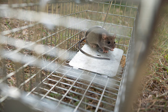 a small cute mice mouse with long tail caught metal cage trap pest control trapped with looks worried