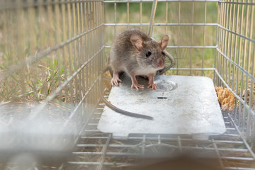 a small cute mice mouse with long tail caught metal cage trap pest control into the cage