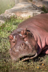 hippo in the zoohippo in the zoo, waiting for food