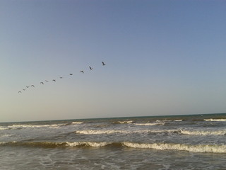 Gaviotas en Fila