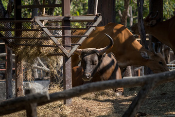 African buffalo in zoo