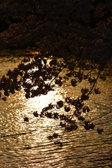夕方の池の桜の花のシルエットです