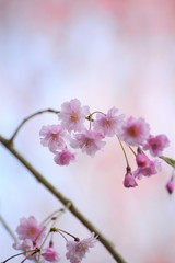 Fototapeta premium 小さな枝垂桜の花です