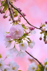 桜の枝先に咲く桜の花のクローズアップです