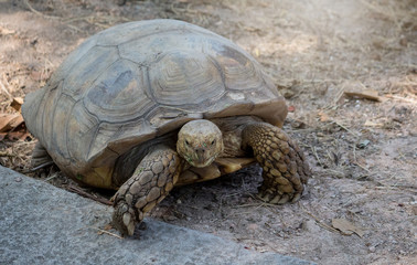 turtle on the zoo, beautiful turtles