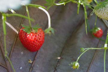 Fresh red strawberries, grow outside the soil.