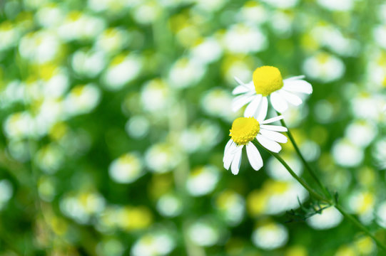 Close-up of White Dasie flowers in the garden
