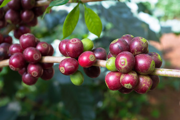 Close Up Coffee beans are ripe on coffee tree.