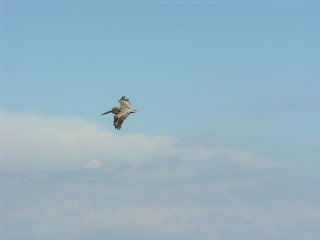Pelican flying