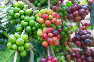 Close Up Coffee beans are ripe on coffee tree