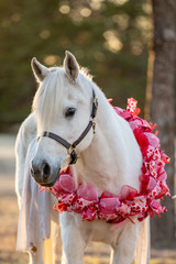 Valentine Horse