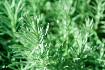 Rosemary Rosmarinus officinalis perennial herb with fragrant evergreen leaves