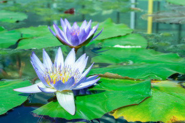 Purple lotus flower with lotus leaves background