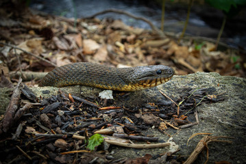 Northern Water Snake