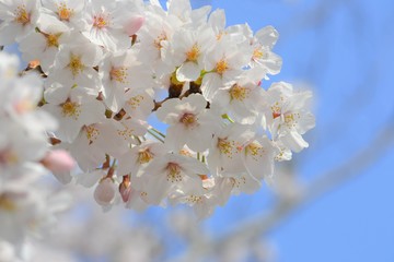 青空に咲く満開の桜の花です