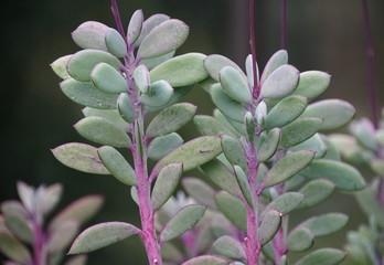 Vertical-leaf Senecio tropical plants