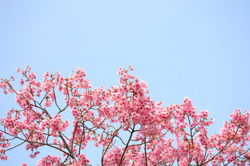 青空に咲く桜の花です