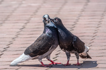 Mating games of a pair of pigeons. A pair of pigeons kisses.