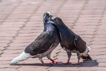 Mating games of a pair of pigeons. A pair of pigeons kisses.