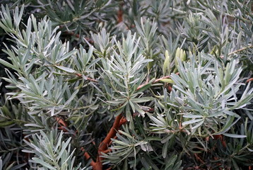 Obraz premium Blue Ice Yellowwood plant, also known as Podocarpus elongatus 'Monmal'