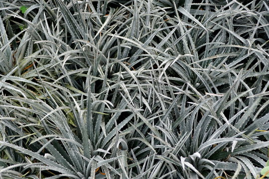 Pale green Dyckia 'Nickel Silver' plants