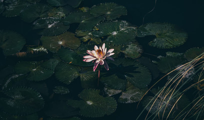 Fototapeta na wymiar lotus