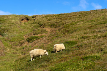 Fototapeta premium Sheep Roaming Around in Western Iceland's Green Hills During Summertime