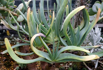 Obraz premium Unique shape of Fan Aloe plant