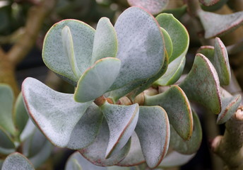 Silver jade plant from South Africa