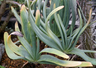 Obraz premium Unique shape of Fan Aloe plant