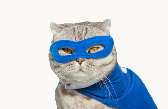 Scottish Cat Superhero In A Mask And Raincoat.poisoned Or Cut Out On A White Background For Design.