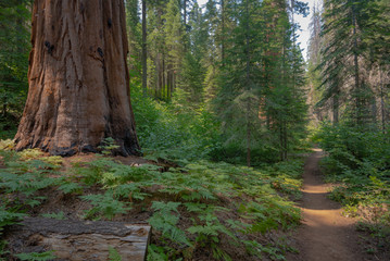 Obraz premium Kins Canyon National Park