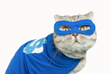 Scottish cat superhero in a mask and raincoat.poisoned or cut out on a white background for design.