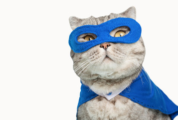  cat superhero