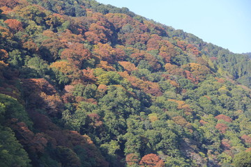 紅葉しつつある山の木々